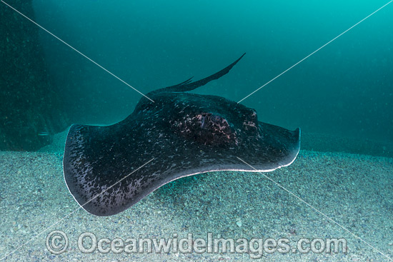 Blotched Fantail Ray Taeniura meyeni photo