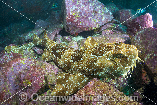 Spotted Wobbegong Shark Orectolobus maculatus photo