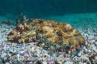 Banded Wobbegong Shark Orectolobus halei Photo - Gary Bell