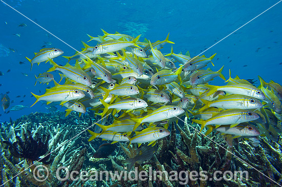 Yellow-striped Goatfish photo Yellow-striped Goatfish photo