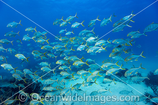 Golden Trevally Ningaloo Reef photo Golden Trevally Ningaloo Reef photo