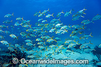 Golden Trevally Ningaloo Reef Photo - Hayley Versace