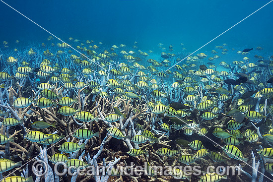 Convict Surgeonfish Ningaloo Reef photo Convict Surgeonfish Ningaloo Reef photo