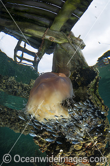 Lions Mane Jellyfish with pelagic fish photo Lions Mane Jellyfish with pelagic fish photo