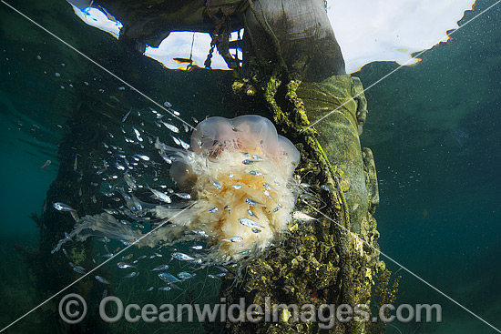 Lions Mane Jellyfish with pelagic fish photo Lions Mane Jellyfish with pelagic fish photo
