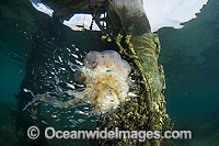 Lions Mane Jellyfish with pelagic fish Photo - Hayley Versace