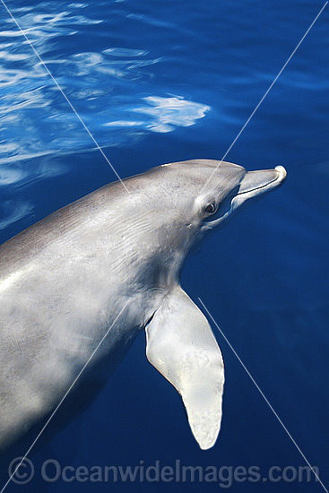 Dolphin Ningaloo Reef photo Dolphin Ningaloo Reef photo