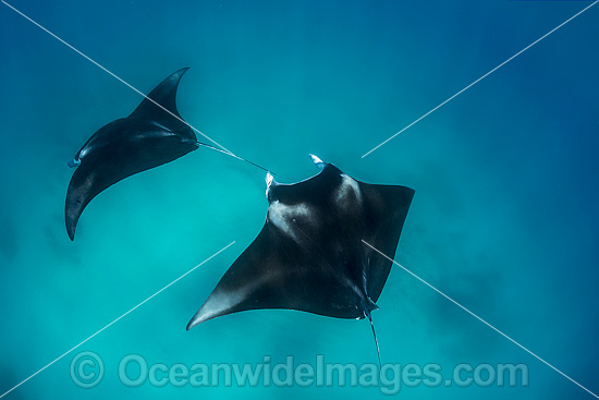 Reef Manta Ray Manta alfredi photo Reef Manta Ray Manta alfredi photo