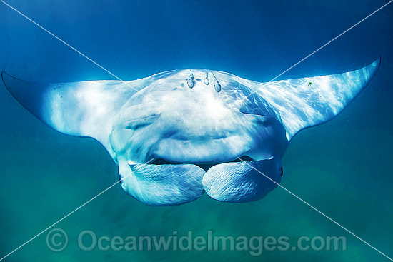 Reef Manta Ray Manta alfredi photo Reef Manta Ray Manta alfredi photo