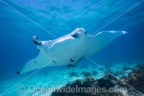 Reef Manta Ray Manta alfredi photo Reef Manta Ray Manta alfredi photo