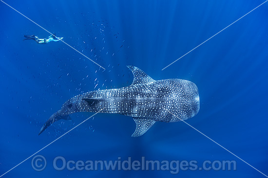 Whale Shark Ningaloo Reef photo