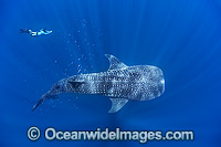 Whale Shark Ningaloo Reef Photo - Hayley Versace