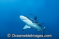 Grey Reef Shark Ningaloo Reef Photo - Hayley Versace