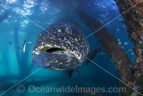 Queensland Groper at Exmouth photo Queensland Groper at Exmouth photo