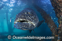 Queensland Groper at Exmouth Photo - Hayley Versace