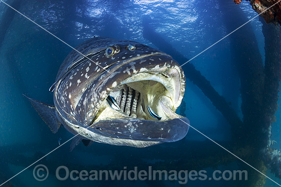 Queensland Groper being cleaned photo Queensland Groper being cleaned photo