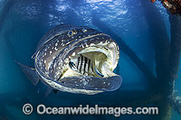 Queensland Groper being cleaned Photo - Hayley Versace