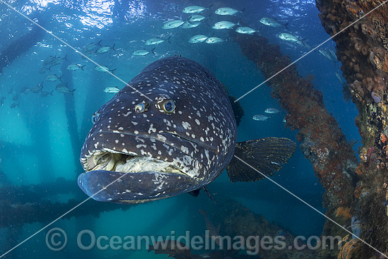 Queensland Groper at Navy Pier Exmouth photo Queensland Groper at Navy Pier Exmouth photo