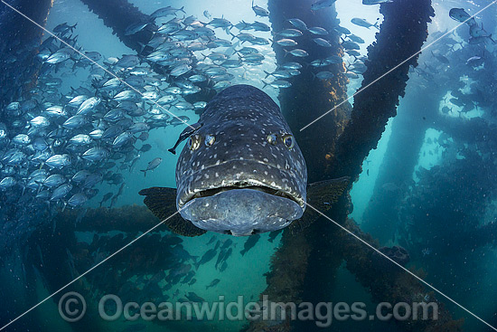 Queensland Groper at Exmouth photo Queensland Groper at Exmouth photo
