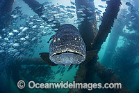 Queensland Groper at Exmouth Photo - Hayley Versace