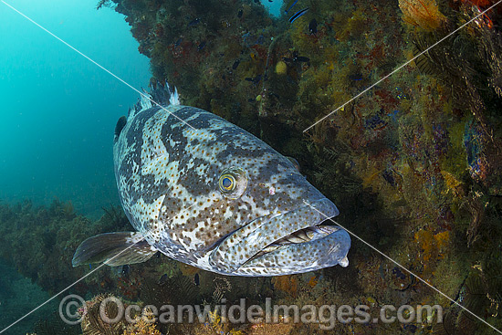 Small-toothed Cod at Navy Pier Exmouth photo Small-toothed Cod at Navy Pier Exmouth photo