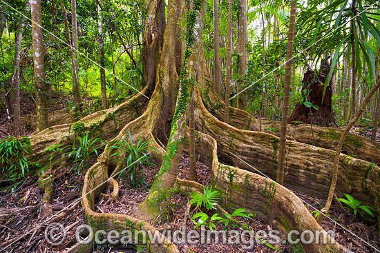 Blue Quandong Tree Coffs Harbour photo Blue Quandong Tree Coffs Harbour photo