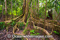 Blue Quandong Tree Coffs Harbour Photo - Gary Bell