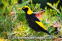 Regent Bowerbird male Photo - Gary Bell
