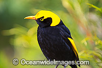 Regent Bowerbird male Photo - Gary Bell