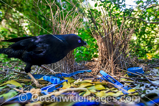 Bowerbird at bower photo Bowerbird at bower photo