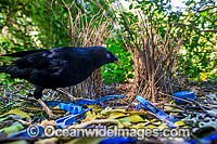 Bowerbird at bower Photo - Gary Bell