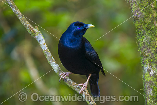 Satin Bowerbird photo