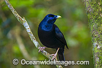 Satin Bowerbird Photo - Gary Bell