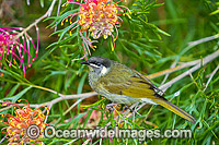 Lewin's Honeyeater feeding Photo - Gary Bell