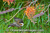 Lewin's Honeyeater feeding Photo - Gary Bell