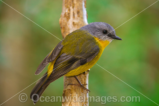 Eastern Yellow Robin photo Eastern Yellow Robin photo