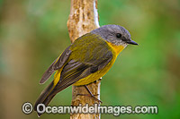 Eastern Yellow Robin Photo - Gary Bell