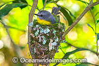Eastern Yellow Robin in nest Photo - Gary Bell