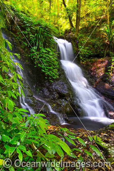 Twin Falls Lamington National Park photo