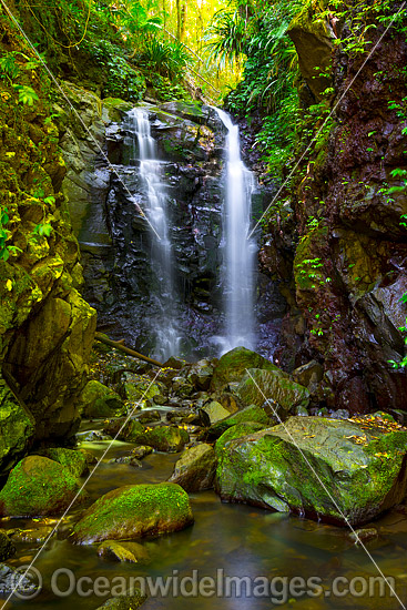 Box Log Falls Lamington photo