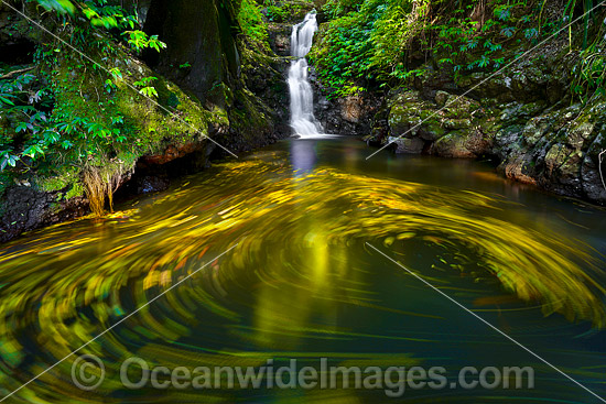 Lower Toolona Falls Lamington photo