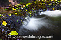 Lamington National Park Waterfall Photo - Gary Bell