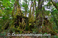 Antarctic Beech Trees Photo - Gary Bell