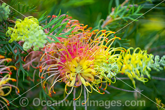 Grevillea Flowers photo Grevillea Flowers photo