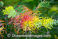 Grevillea Flowers Photo - Gary Bell