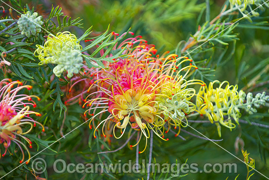 Grevillea Flowers photo