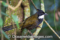 Eastern Whipbird Psophodes olivaceu Photo - Gary Bell
