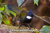 Eastern Whipbird Psophodes olivaceu Photo - Gary Bell