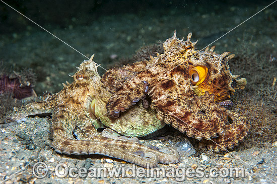 Common Octopus mating photo