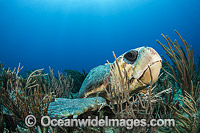 Loggerhead Sea Turtle Florida Photo - Michael Patrick O'Neill